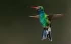 Broad-billed hummingbird flying-USA-Arizona Art Print
